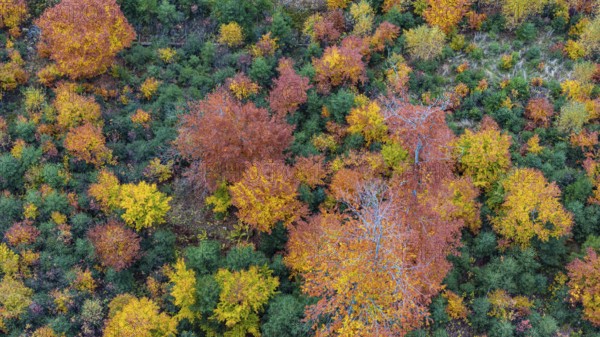 Autumn forest in the Black Forest. Drone photo of trees in colorful autumn leaves and conifers,