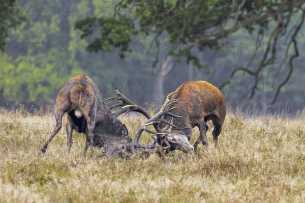 Two rutting red deer (Cervus elaphus) stags fighting by locking antlers during fierce mating battle