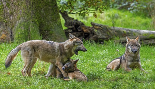 Wolf pack of Eurasian wolves, European grey wolves (Canis lupus lupus) with 5 months old pups play