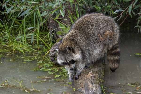 Common raccoon, North American racoon (Procyon lotor) washing food in water of pond, invasive