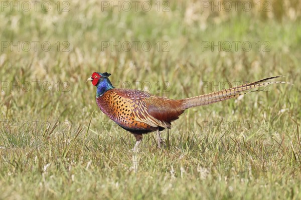 Pheasant, hunting pheasant (Phasianus colchicus), adult male bird in a meadow, wildlife, lembruch,