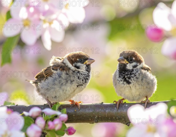 Small funny Sparrow Chicks sit in the garden surrounded by pink Apple blossoms on a Sunny may day,