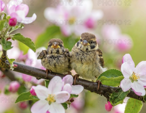 Small funny Sparrow Chicks sit in the garden surrounded by pink Apple blossoms on a Sunny may day,