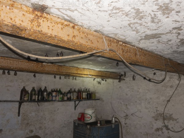 Small horseshoe nose (Rhinolophus hipposideros) hanging from the ceiling in the cellar, Thuringia,