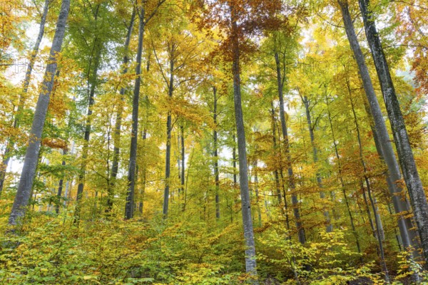 Beech forest (Fagus) in autumn colors, beech plants (Fagaceae), autumn, Leibertingen, Upper Danube