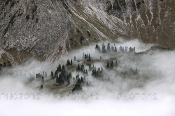 Ridge with conifers sticking out of fog, Allgäu Alps, near Oberstdorf, Oberallgäu, Allgäu, Bavaria,
