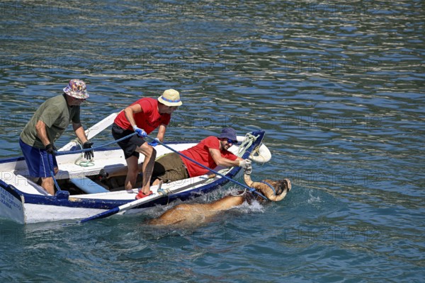 A bull is brought ashore by boat, Bous a la Mar, in English bulls in the sea, bullfighting, Javea