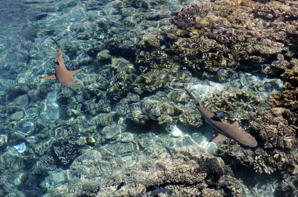 Blacktip reef shark over the corals of Fakarava, South Seas, Tahiti, French Polynesia