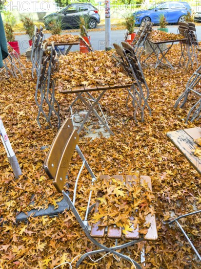 Autumn in town, beer garden, pub terrace under deciduous trees, swamp oak, floor and table chairs