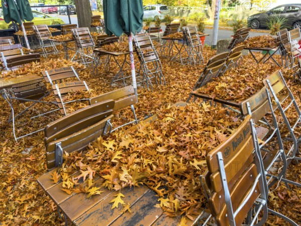 Autumn in town, car parked under deciduous tree, swamp oak, ground and vehicle covered with fallen