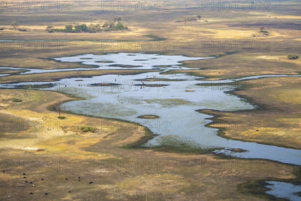 River landscape and grazing herd of cows, aerial view, Okavango Delta, Botswana