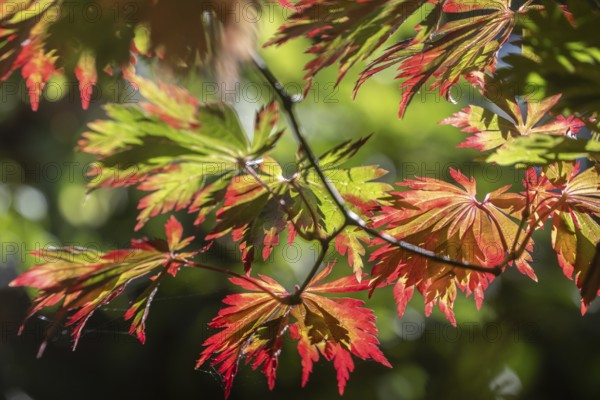 Adenhut leaf maple (Acer japonicum aconitifolium), autumn leaves, Emsland, Lower Saxony, Germany