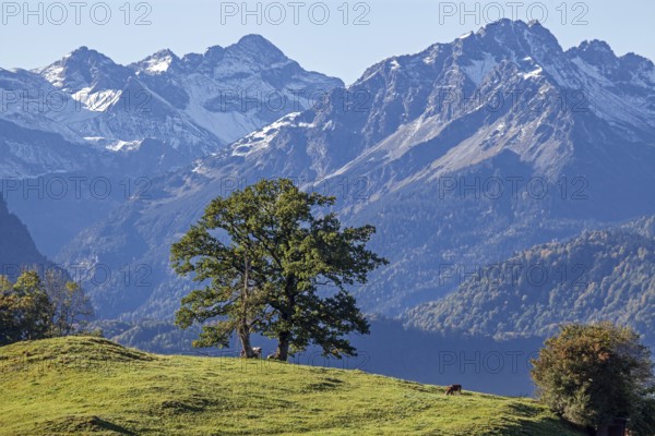Group of trees with cattle, snow-covered mountains of the Allgäu Alps, near Schöllang, Oberallgäu,