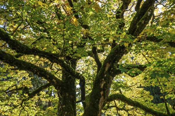 Sycamore tree in autumn colors, Hochleite, near Schwand, Oberstdorf, Oberallgäu, Allgäu, Bavaria,