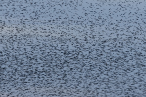 Eurasian starling (Sturnus vulgaris) adult birds flying in a flock in a murmuration at sunset in