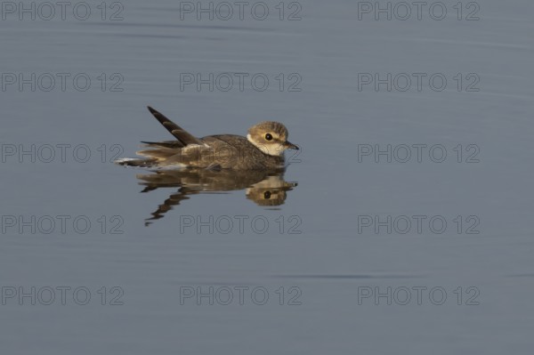 Little ringed plover (Charadrius dubius) adult wading bird in a shallow coastal lagoon, England,
