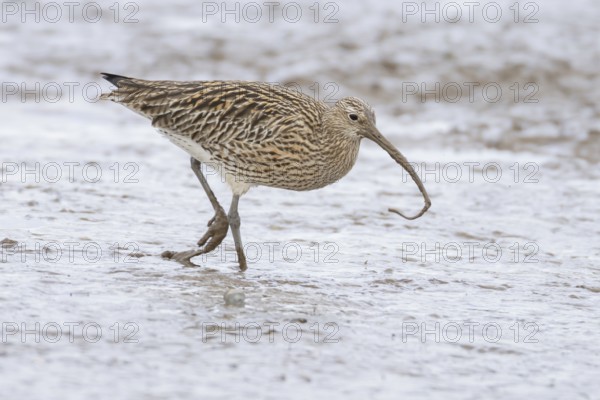 Eurasian curlew (Numenius arquata) adult wading bird on a coastal mudflat with a worm in its beak,