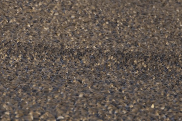 Red Knot (Calidris canutus) adult wading birds at high tide on a coastal shingle ridge, RSPB