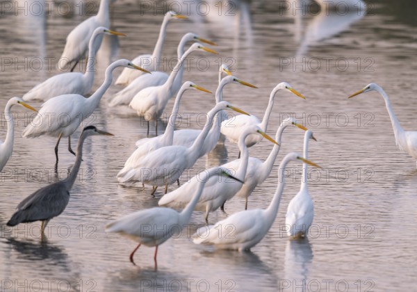 Great egret (Ardea alba), many herons and a gray heron (Ardea cinerea) stand in the shallow water