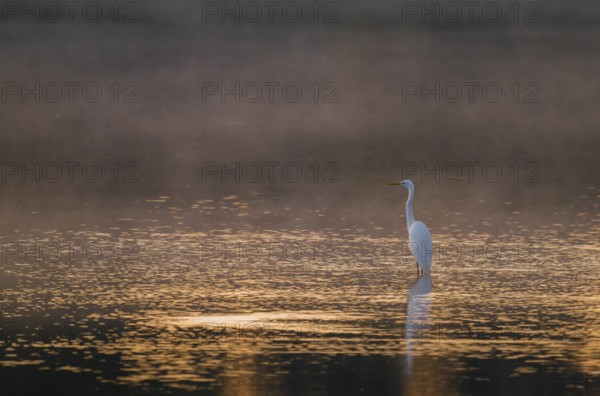 Great egret (Ardea alba) stands in warm, orange morning light in the shallow water zone of a lake,