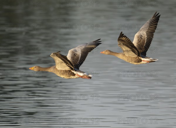 Grey goose (Anser anser), two gray geese flying over a body of water in early warm morning light,