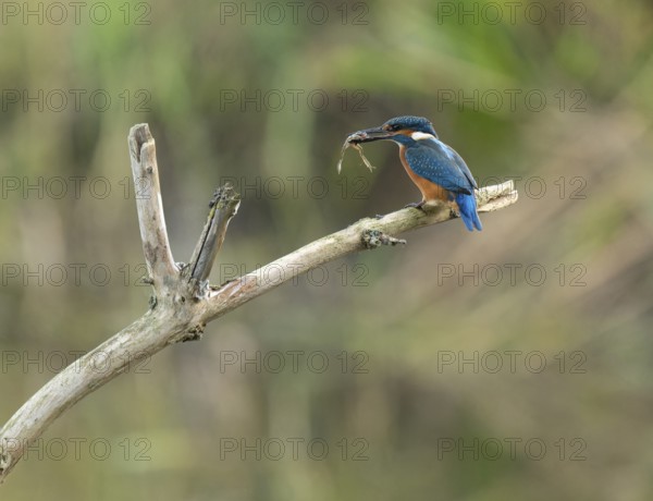 Kingfisher (Alcedo atthis) sitting on a branch, sitting room, with captured prey frog (Rana) in its