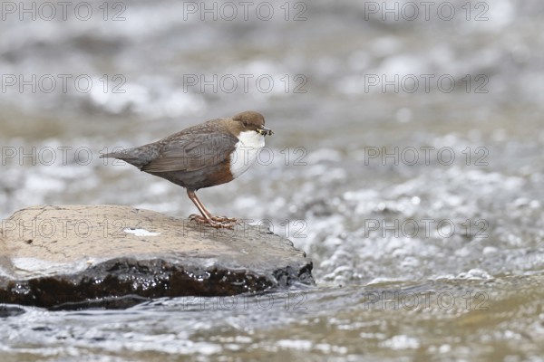 White-throated Dipper (Cinclus cinclus) standing with prey on a stone in the middle of a stream,