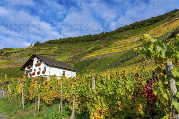 Vineyards in autumn in the middle Ahr valley, near Mayschoß, Mönchberger Hof winery,