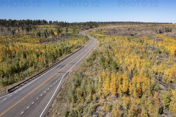 Jacob Lake, Arizona - Aspens show their brilliant fall colors as they revegetate the area burned by