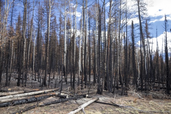 Jacob Lake, Arizona - Burned trees from the Dragon Bravo Fire. The wildfire burned 145, 000 acres