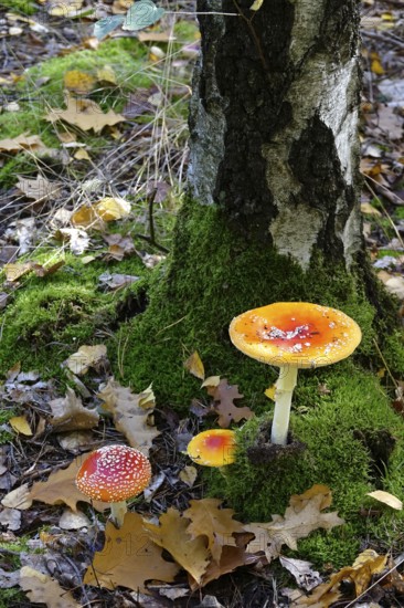 Fairytale toadstools in the forest, autumn, Germany