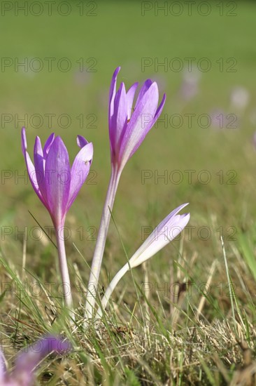 Autumn crocus (Colchicum autumnale), half-opened flowers in a meadow, endangered, protected