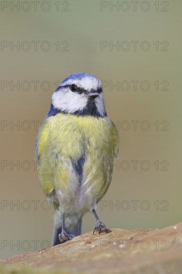 Blue tit (Parus caeruleus), sitting on a stone on the forest floor, Wilnsdorf, North