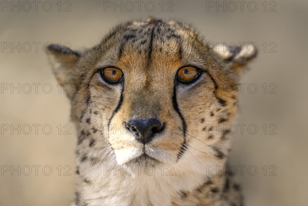 Cheetah (Acinonyx jubatus) at the Field Conservation Centre and Reserve of the Cheetah Conservation