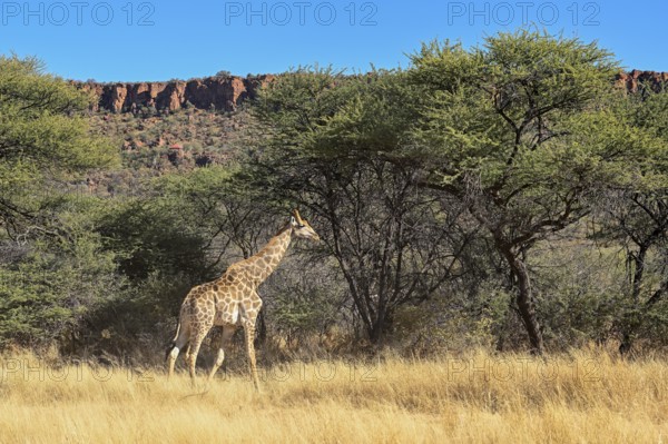 Angola giraffe (Giraffa camelopardalis angolensis) at the foot of the Waterberg, Otjozondjupa