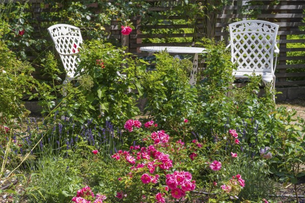 Sitting area in the garden, table and two garden chairs, framed by blooming roses, Westphalia,
