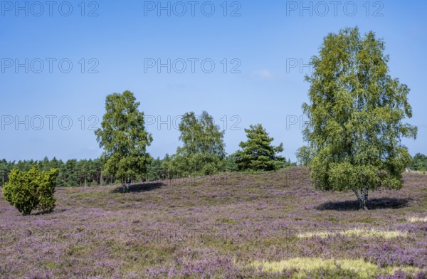 Purple flowering heath, broom heather and juniper bushes, Wilsede, Lüneburg Heath nature reserve,