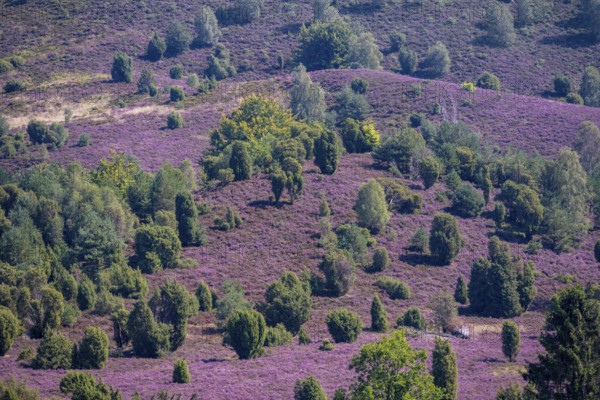 Purple flowering heath, broom heather and juniper bushes, in Totengrund, Wilsede Lüneburg Heath