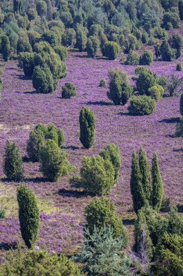 Purple flowering heath, broom heather and juniper bushes, in Totengrund, Wilsede Lüneburg Heath