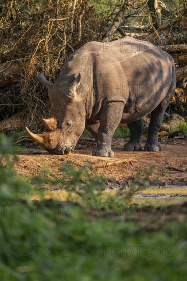 Southern white rhinoceros (Ceratotherium simum simum), Ziwa Rhino Sanctuary, Uganda