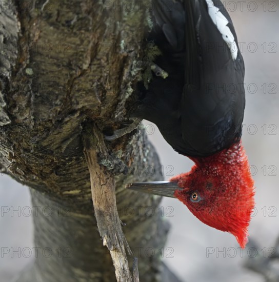 Magellanic Woodpecker (Campephilus magellanicus) male, Patagonia, South America