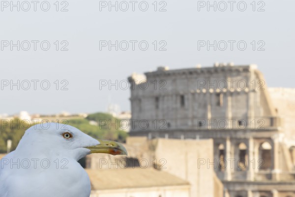 Yellow-legged gull (Larus michahellis) adult bird on an ancient city building with The Colosseum in