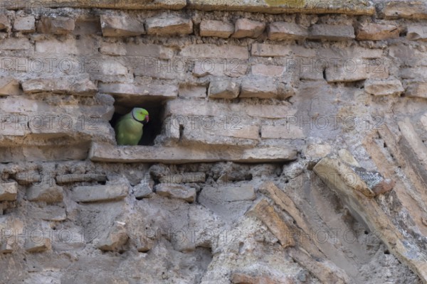 Ring-necked or Rose-ringed parakeet (Psittacula krameri) adult bird looking out of a hole in an