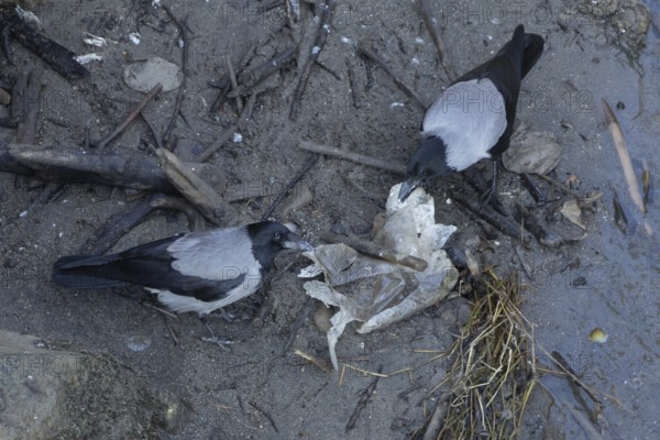 Hooded crow (Corvus cornix) two adult birds feeding on litter by a river, Rome, Italy