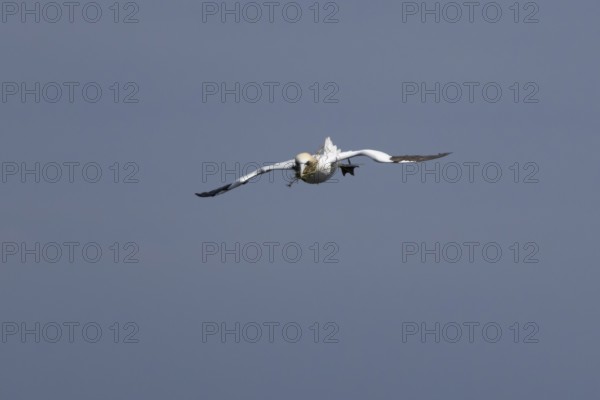 Northern gannet (Morus bassanus) adult sea bird flying with nesting material in its beak, England,