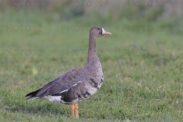 White-fronted goose (Anser albifrons), standing in a meadow in the wintering area, wildlife,