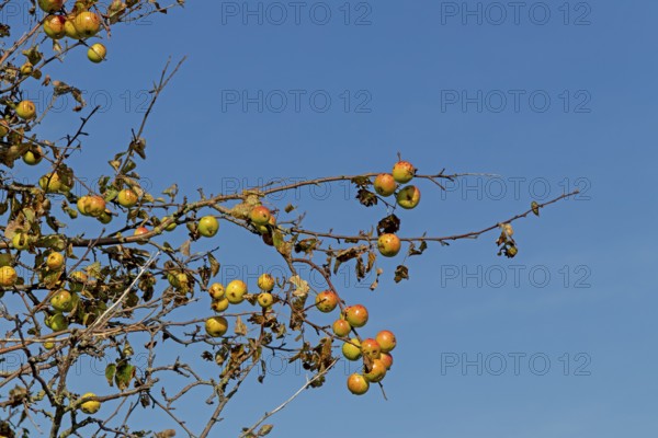 Wild apples (Malus sylvestris) on the Baltic Sea shore, Geltinger Birk nature reserve, Nieby,