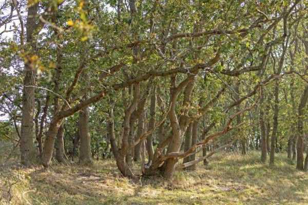 Hute forest in dry season, Geltinger Birk nature reserve, Nieby, Schleswig-Holstein, Germany