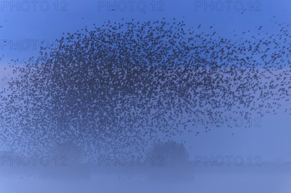 A dense flock of birds passes by in the morning mist, starling (Sturnus vulgaris), flock wildlife,