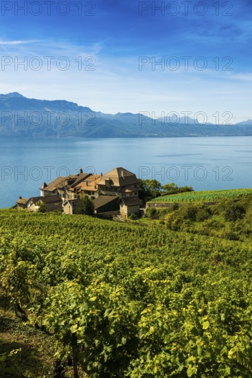 Picturesque village in the vineyards by the lake, Epesses, Lavaux, UNESCO World Heritage Site, Lake